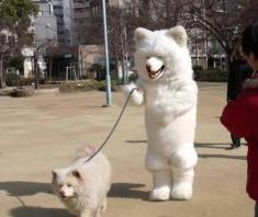 Dog walking dog